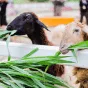 探索足球的魅力 - 世界杯投注